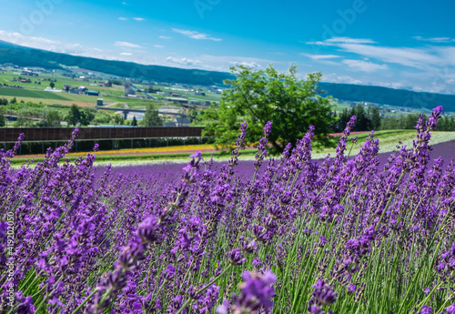 field of lavender