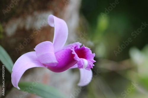 flower orchid orquidea flor 