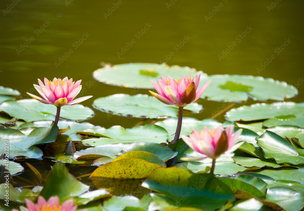 Beautiful pink water lily or lotus flower in pond Beautiful pink water lily or lotus flower in pond