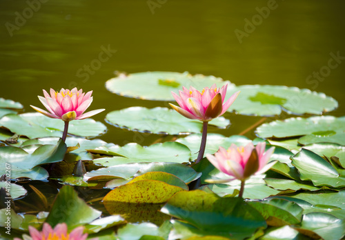 Beautiful pink water lily or lotus flower in pond