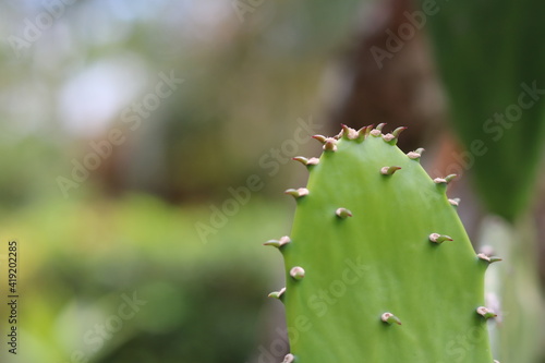 green cactus plant 