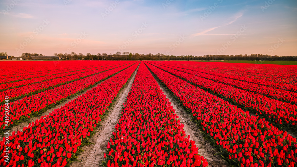 A Dutch tulip field with rows of red tulips in bloom in the polder Flevoland in spring.