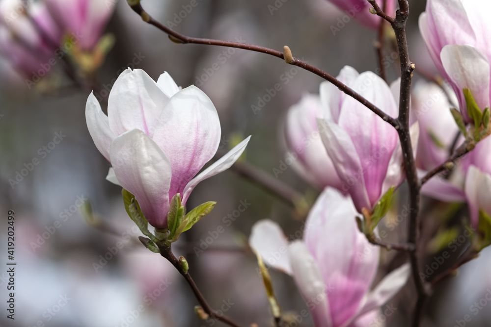Obraz premium Magnolia flowers background