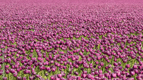 A Dutch bulb field with beautiful purple tulips.