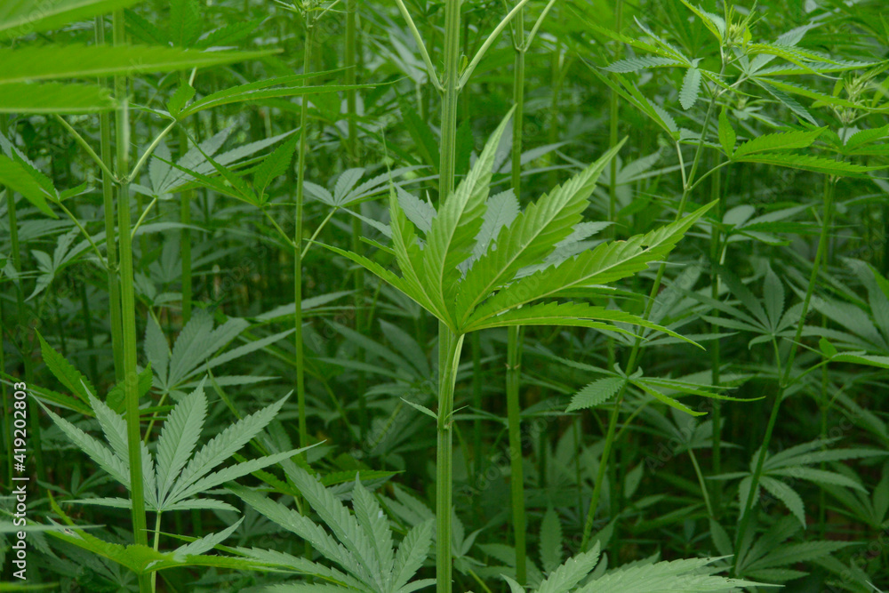Medicinal Hemp Plants Grown on Industrial Farm Medicinal Hemp Plants Grown on Industrial Farm