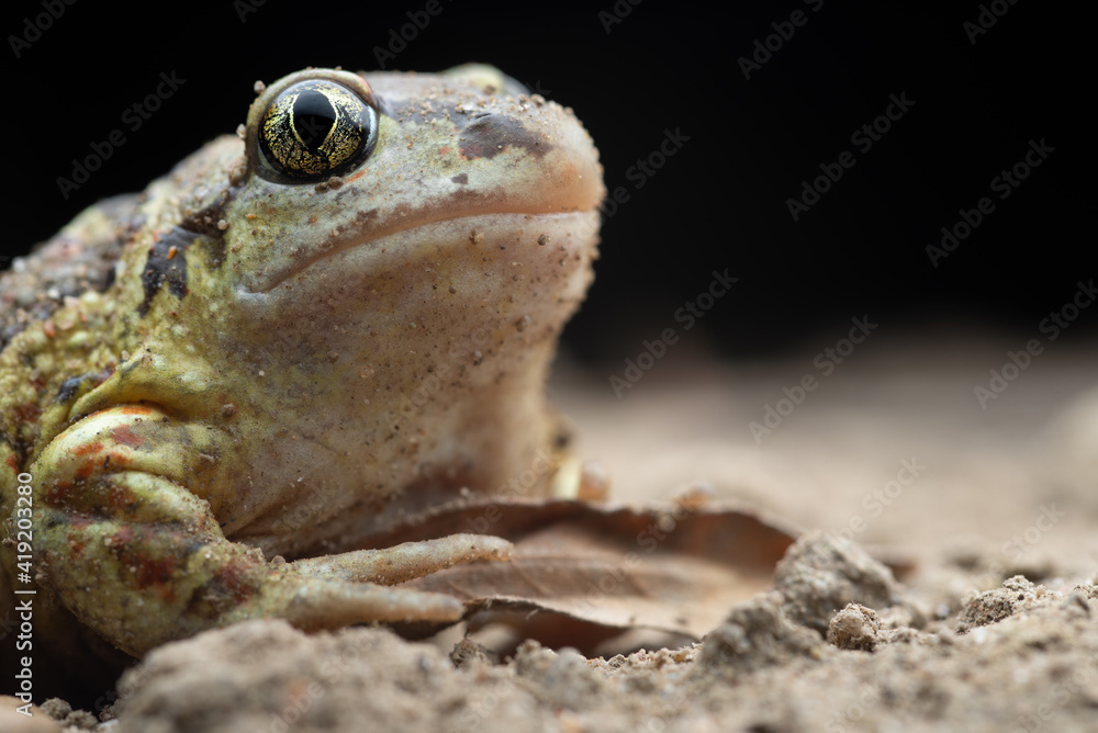 Fototapeta premium Common Spadefoot Toad (Pelobates fuscus) - Rheinland Pfalz, Germany