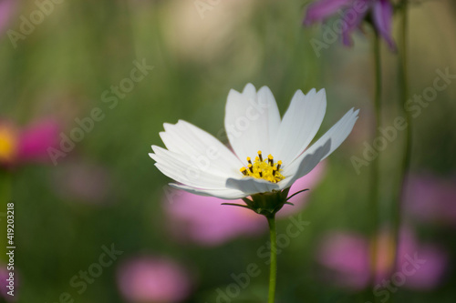 A white cosmos flower.