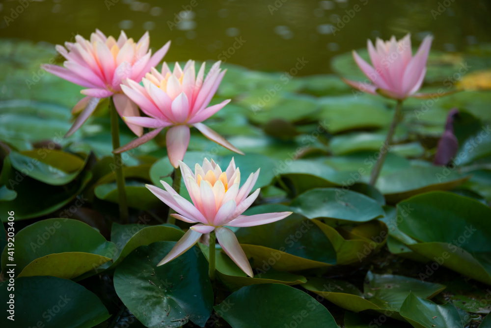 Beautiful pink water lily or lotus flower in pond Beautiful pink water lily or lotus flower in pond
