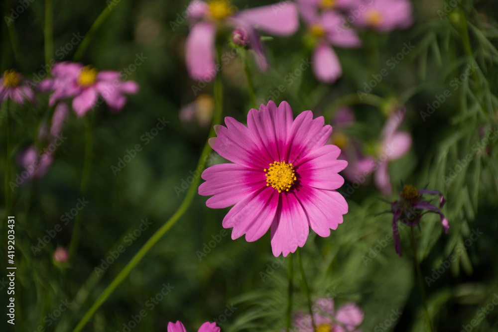 A vivid pink cosmos flower.