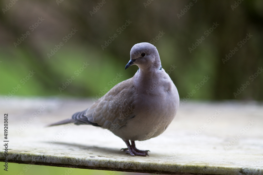 collared turtle-dove standing over blurred green natural background