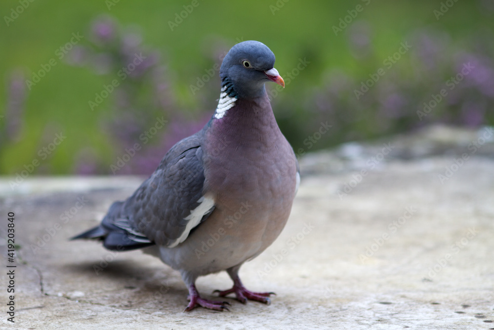 wood pigeon, European migratory big bird, standing on marble table wood pigeon, European migratory big bird, standing on marble table