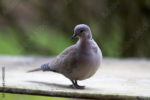 collared turtle-dove standing over blurred green natural background