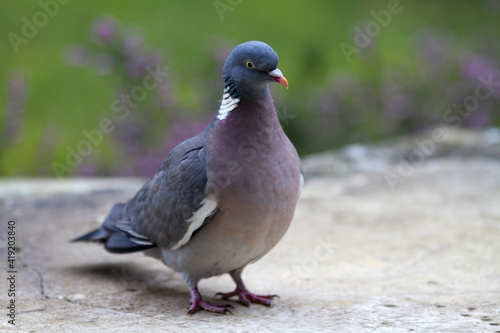 wood pigeon, European migratory big bird, standing on marble table