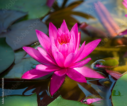 Beautiful pink water lily or lotus flower in pond