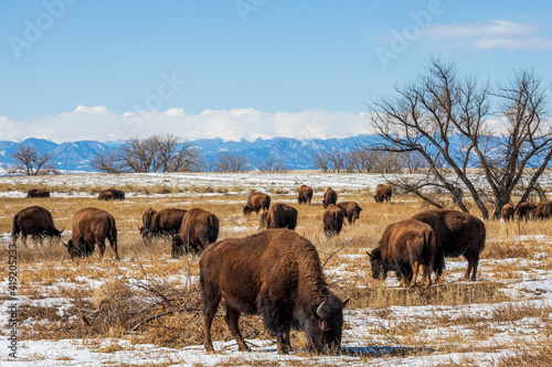 Buffalo herd at Rocky Mountain Arsenal National Wildlife Refuge, Colorado.