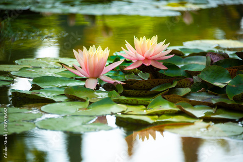 Obraz na plátně Beautiful pink water lily or lotus flower in pond