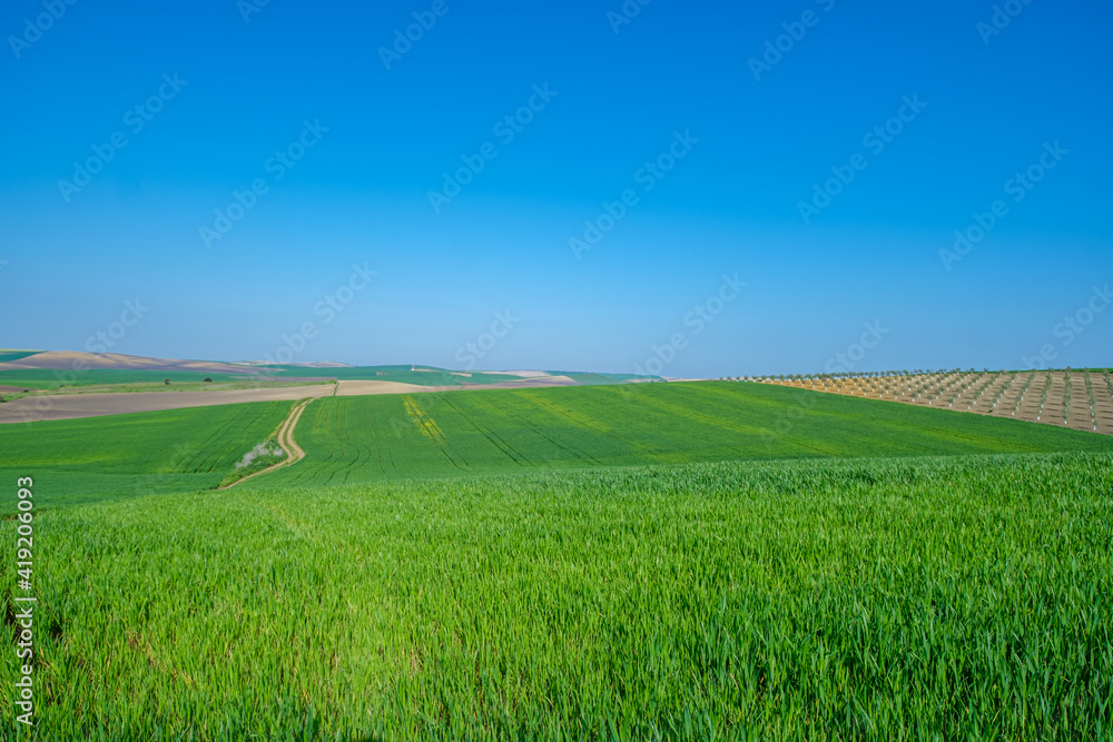 Obraz premium green sown field with sky