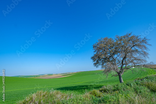 green sown field with sky