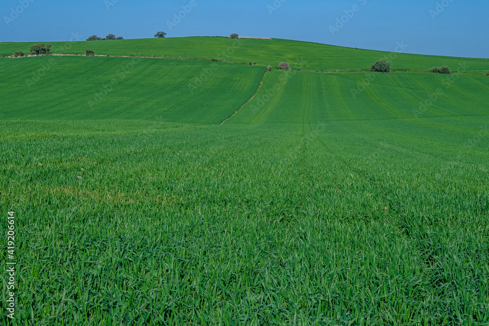 Obraz premium green sown field with sky