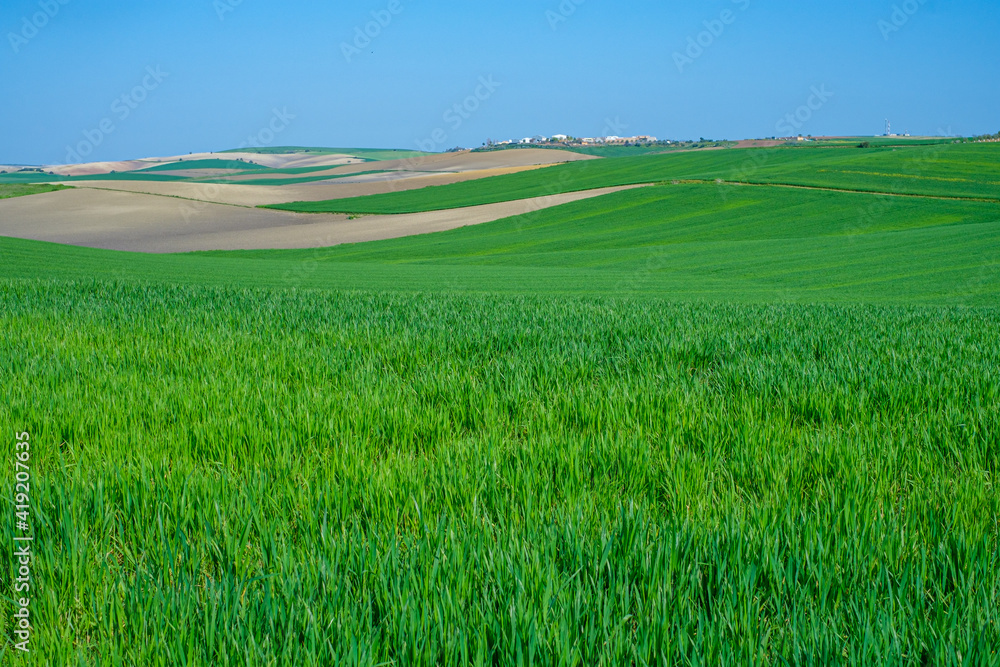 Obraz premium green sown field with sky