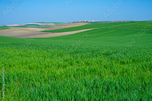 green sown field with sky