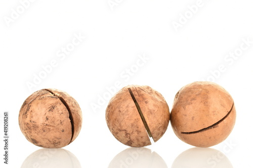 Three whole unpeeled macadamia nuts, close-up, isolated on white.