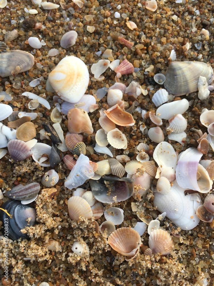 Fototapeta premium shells on the beach