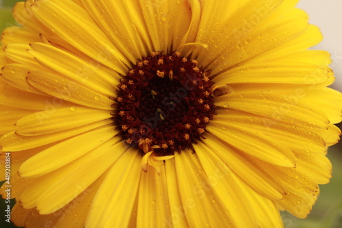 Beautiful  Yellow Jarbera flower with bright colours. Flower background for seasons greetings 