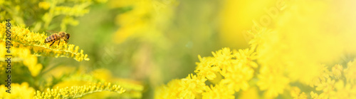 Bee and flower. Banner. Close up of a large striped bee collecting pollen on a yellow flower Solidago (goldenrod common) on a Sunny bright day. Summer and spring backgrounds