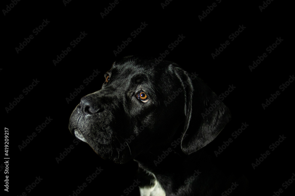 Black Cane Corso puppy, bright orange, brown eyes. Dog looking up on black background. Low key Italian Mastiff portrait Black Cane Corso puppy, bright orange, brown eyes. Dog looking up on black background. Low key Italian Mastiff portrait