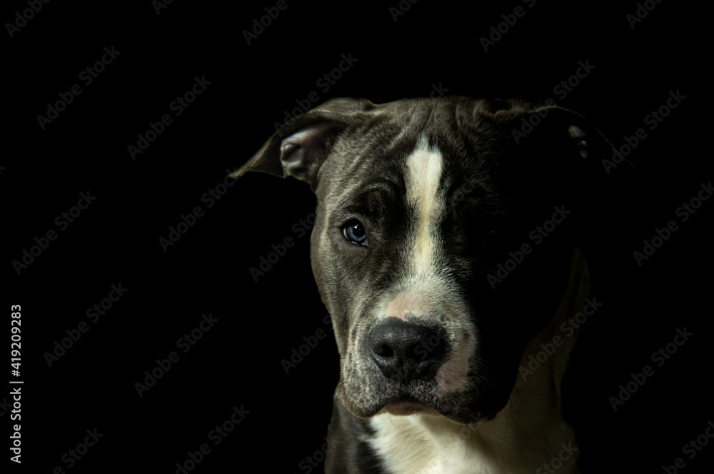 Blue and white American Staffordshire Terrier, Amstaff puppy dog looking into the camera Pitbull low key portrait bright blue eye on black background Blue and white American Staffordshire Terrier, Amstaff puppy dog looking into the camera Pitbull low key portrait bright blue eye on black background