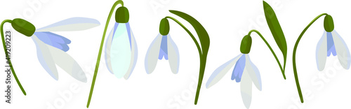 set of snowdrops vector, snowdrops spring