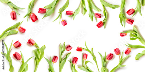 Fresh red tulips isolated on white background  wide banner with copy space in the middle