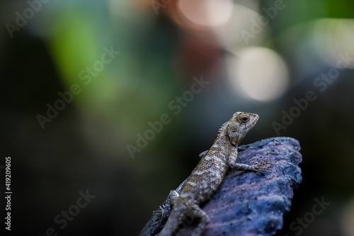 lizard on a branch