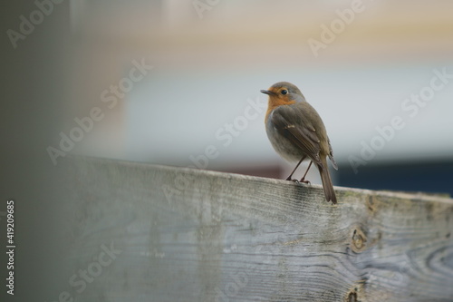 robin on a branch
