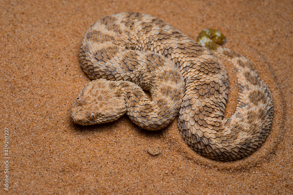 Obraz premium Saharan Sand Viper (Cerastes vipera), Israel