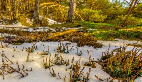Obraz na płótnie Plaża mchy i trawy nad morzem w salonie