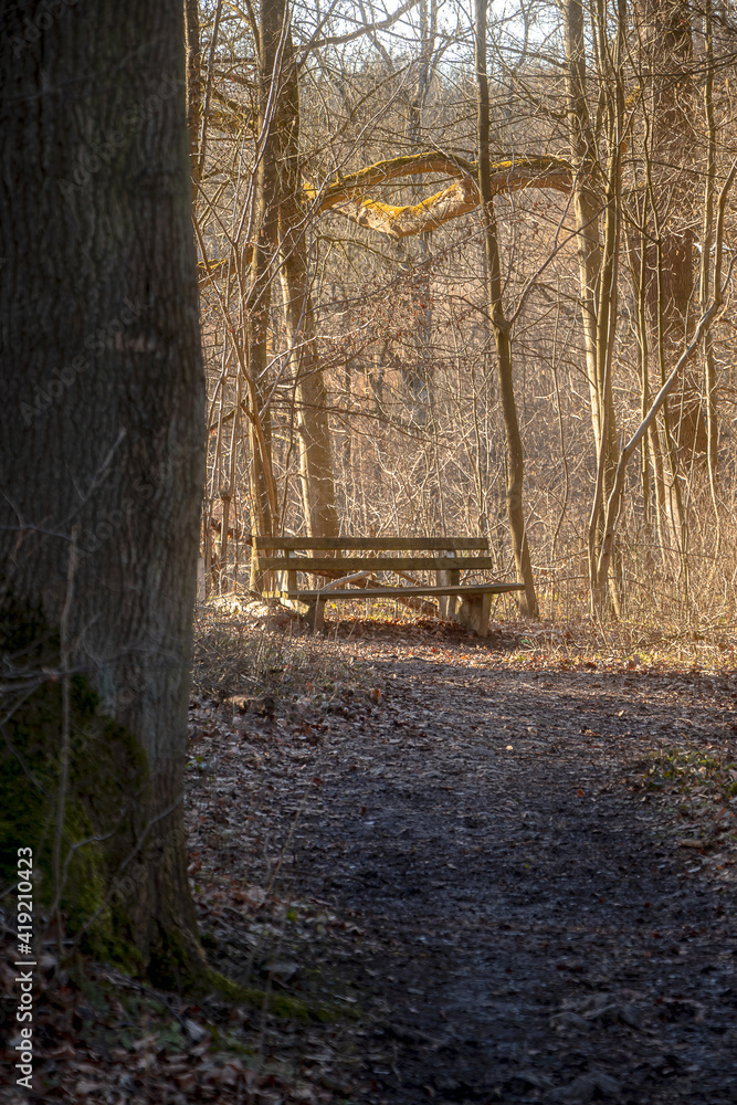 Fototapeta premium Bank an Wanderweg im Wald