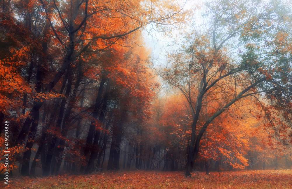 Mystical autumn forest with orange foliage in the morning fog.
