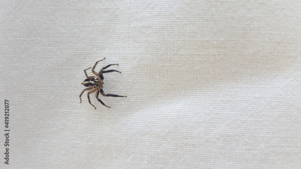 Small spider on the white linen background. Close-up spider photo shot on white background Small spider on the white linen background. Close-up spider photo shot on white background