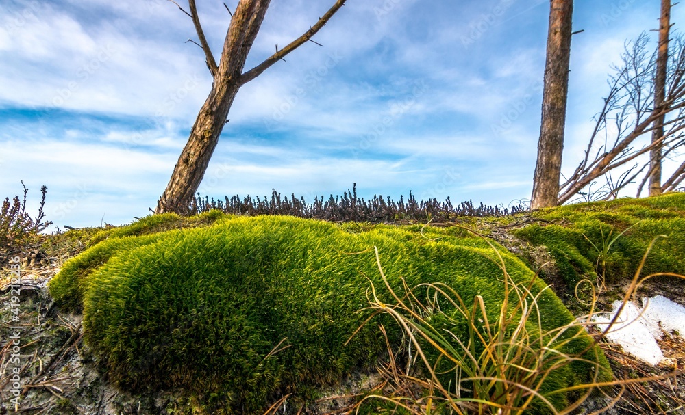 Drzewo, tree
