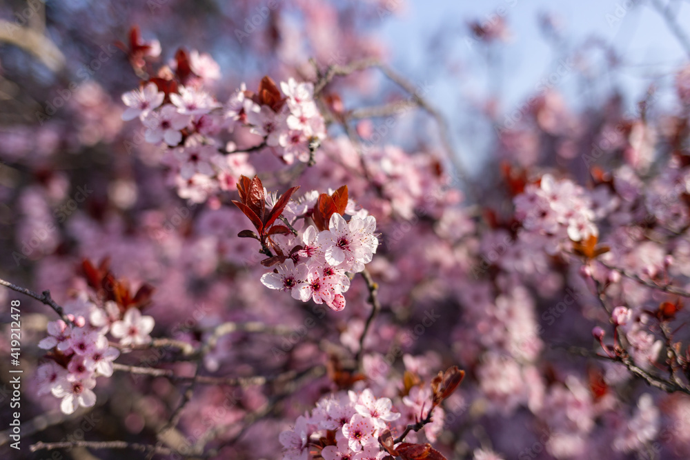 japan cherry blossoms flowers , pink tree branch, soft focus. change of season, spring, japan cherry blossoms flowers , pink tree branch, soft focus. change of season, spring,