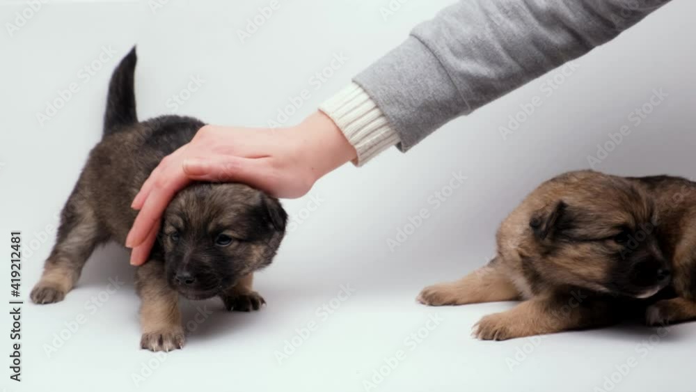 Hand Rasing Puppy A woman's hand pats the cute little puppies on the back and head. The ...