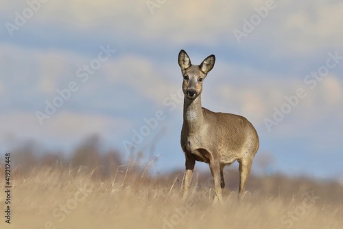close up portrait of a roe. Roe deer standing on the meadow. Spring in the nature. 