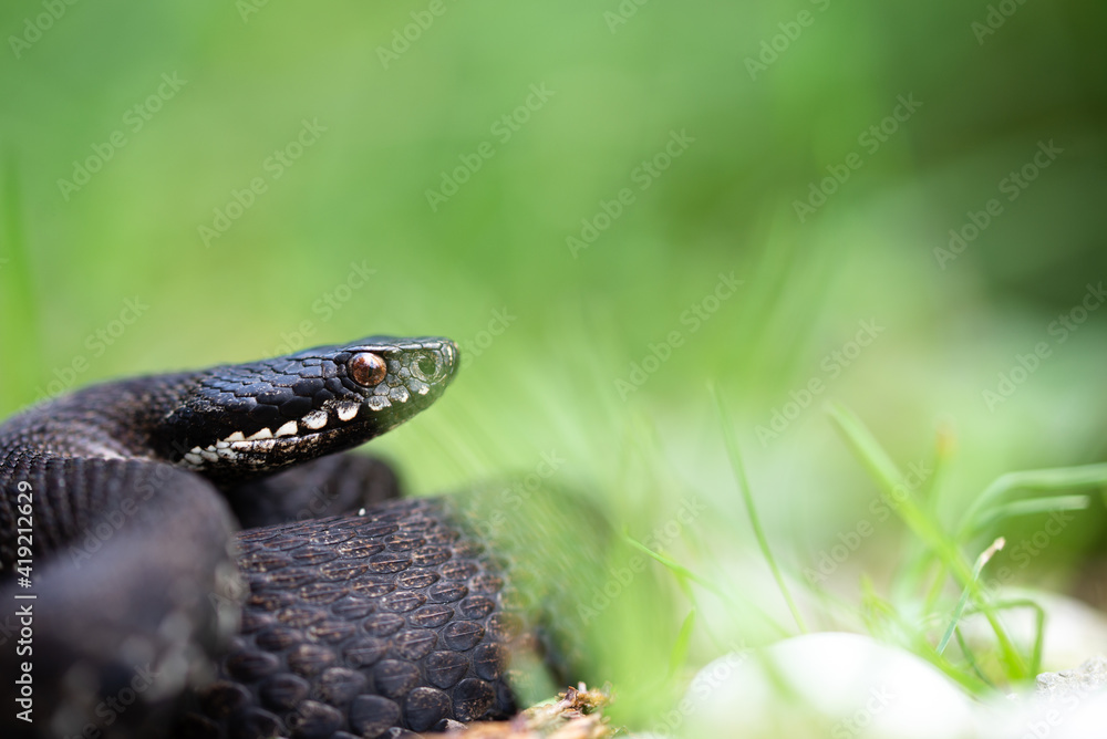 Bosnian Adder (Vipera berus bosniensis) female - Slovenia Bosnian Adder (Vipera berus bosniensis) female - Slovenia