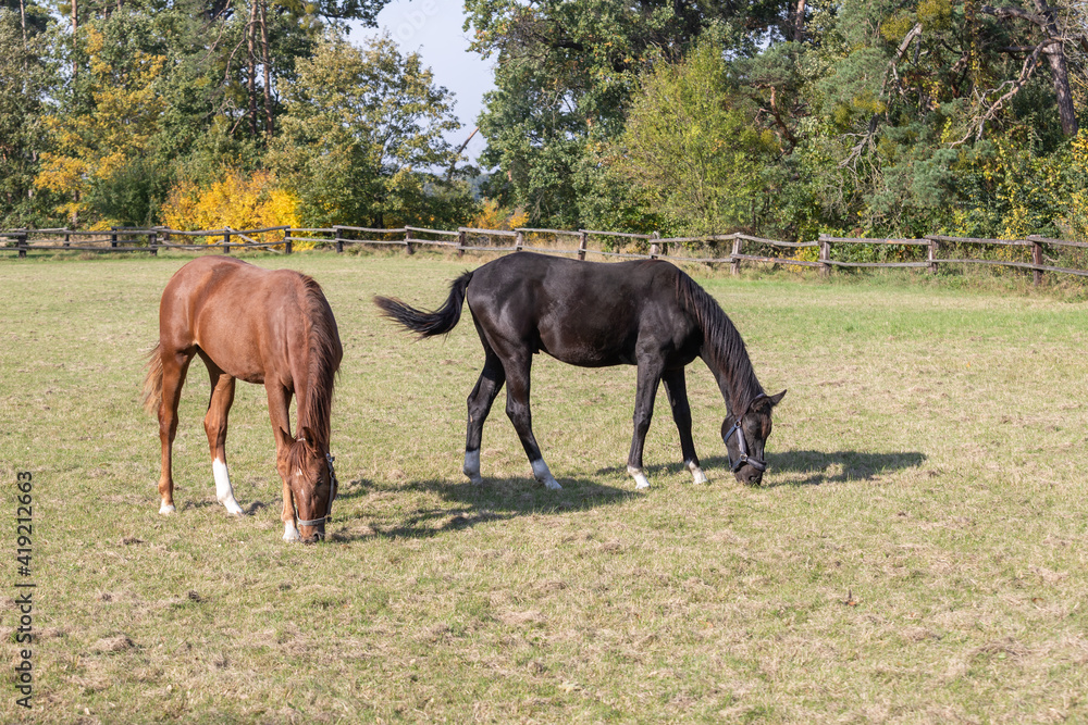 A brown and black horse grazes in a corral on a green field. A brown and black horse grazes in a corral on a green field.
