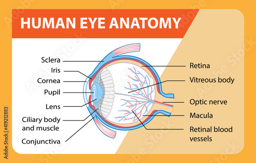 Diagram of human eye anatomy with label