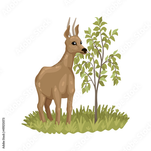 Roe deer eating bush leaves, animal in nature, character illustration of zoology and biology. Isolated drawing on white background