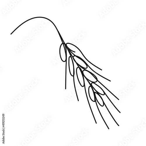 Vector isolated drawing ear of wheat. A spikelet of wheat, rye, barley drawn by one line on a white background. 