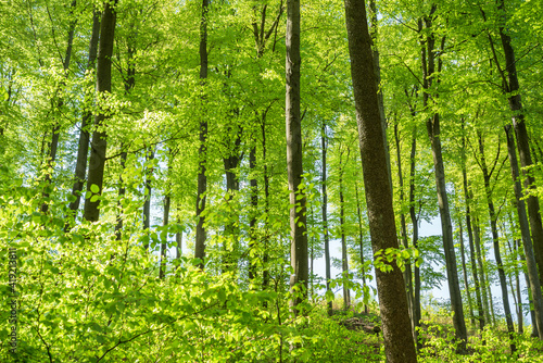 Beech forest in spring in the morning. The sun illuminates the lush green leaves. 